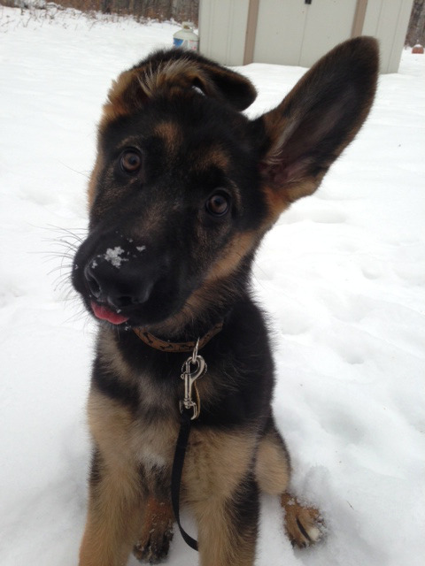 handsomedogs:  Piper the German Shepherd at 13 weeks. 