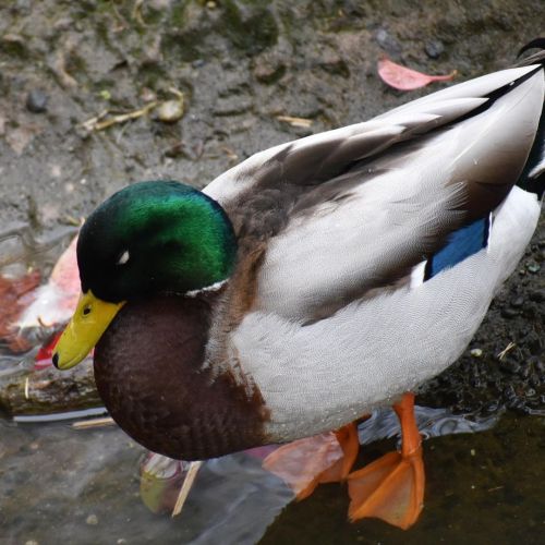 There were lots of ducks everywhere in the park. Although I’ve seen them plenty of times, they