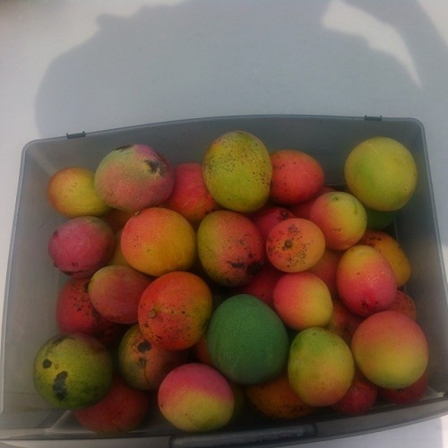 When i tell yall i have never seen r tree produce so many mangos!!!! This is only 1 mornings worth o