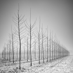 myampgoesto11:  Pierre Pellegrini