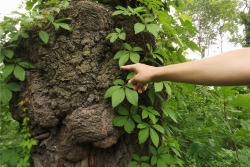 eluciidate:  a burl is a tree growth in which