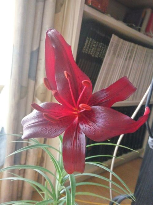 02/Jun/2017This pretty lilium bloomed today, its color is so deep that seems black to the eye (last 
