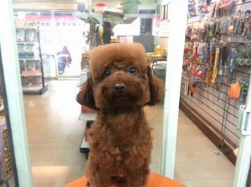 laughingsquid:  Taiwanese Pet Groomers Give Haircuts to Small Dogs to Make Their Heads Appear Perfectly Square or Round