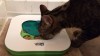 fbwzoo:fbwzoo:Imagine thinking you should toss your cat outside to get hit by a car or eaten by a coyote because there’s justNoPossibleWayToGiveThem EnrichmentInside.Imagine if there was only a way to increase space for your cat inside.There’s