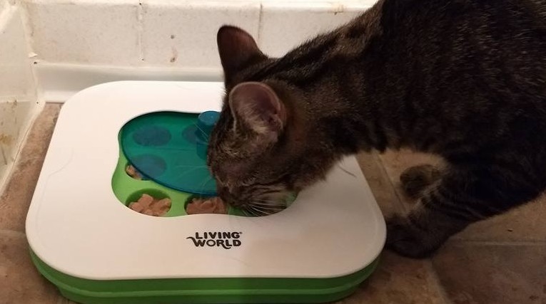 fbwzoo:fbwzoo:Imagine thinking you should toss your cat outside to get hit by a car or eaten by a coyote because there’s justNoPossibleWayToGiveThem EnrichmentInside.Imagine if there was only a way to increase space for your cat inside.There’s