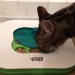 fbwzoo:fbwzoo:Imagine thinking you should toss your cat outside to get hit by a car or eaten by a coyote because there’s justNoPossibleWayToGiveThem EnrichmentInside.Imagine if there was only a way to increase space for your cat inside.There’s
