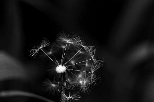 whitenes-s: i had to do it  by  ~Craig~