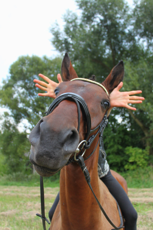 donnerhall-darling: ridingkeepsmegoing:  adam-the-horse:  He seems to be proud of himself looking li