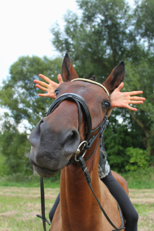 donnerhall-darling: ridingkeepsmegoing: adam-the-horse: He seems to be proud of himself looking li