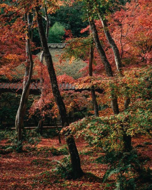 Moist and Colorful Fallen Leaves雨のまにまに訪れた祇王寺。降り積もった落ち葉もしっとり色鮮やかに。雨の景色も風情があっていいもんです。 #京都 #嵯峨野 #祇王寺 #X