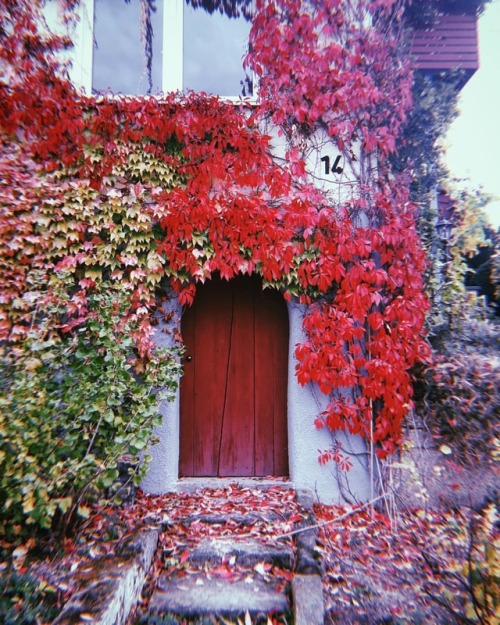 ° ° ° #fall #autumn #falltime #seasons #instafall #leaf #colorful #orange #red #nature #herbst #herb