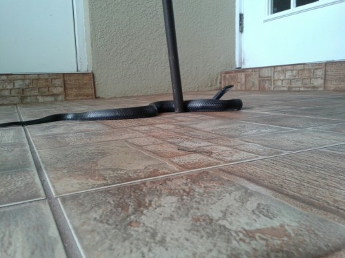 snoworland:  bloodyqueefs:  Snake digesting a frog en mi patio  I do not know if symbolism means shit to you, but it does to me. I will be keeping you in my thoughts.   msg me or reblog what you mean if you wanna.