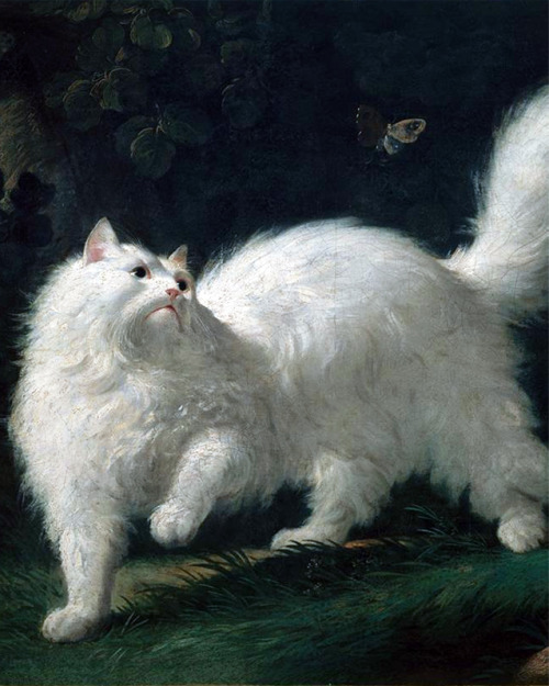 animals-in-art: Jean-Jacques Bachelier (French, 1724–1806) - Un chat Angora