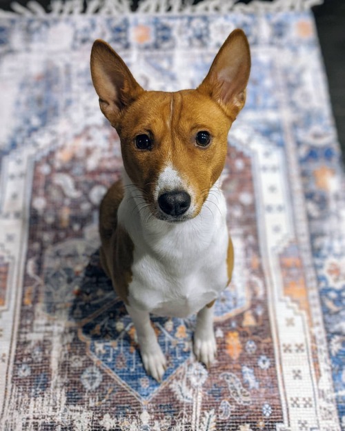 We got a new rug for the walkway in the living room!