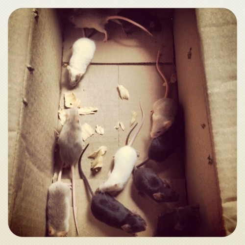 My baby’s!!!! ;) #cute #animals #mice #mouse #adorable #food #snake #feedingtime #massacre #de