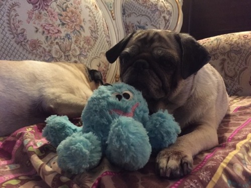 pugotheday: Ellie post-op octopus cuddle