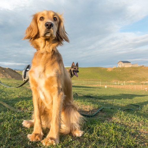 Lucky, 1-year-old Cocker Spaniel mix, Digomi • ლაქი, 1 წლის, კოკერ სპანიელის მეტისი ძუ, დიგომი