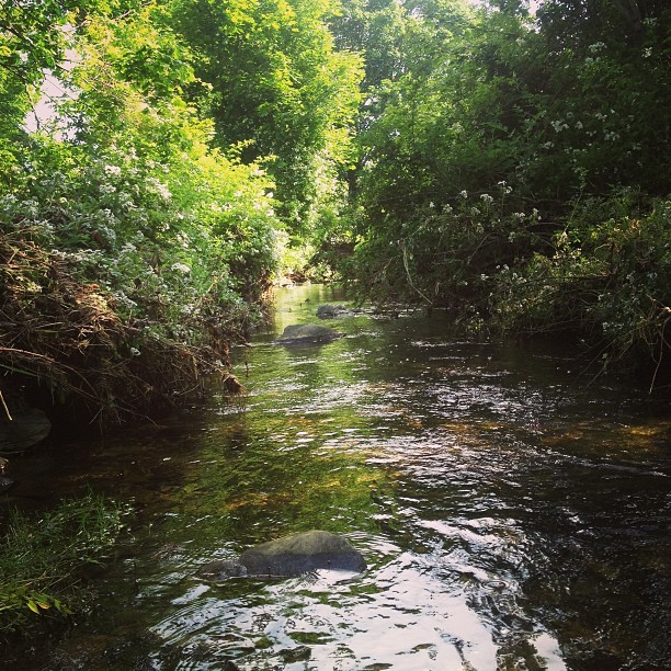 grimoireandfaeries:  i miss cleansing my crystals in streams in summer 