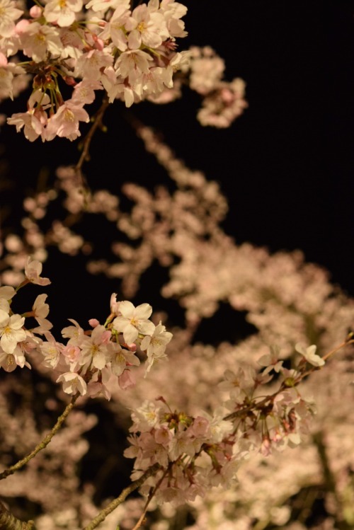 夜桜