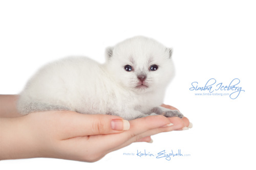 simba-iceberg: And today we want to introduce youBlue point Scottish Fold kitten (female) – S