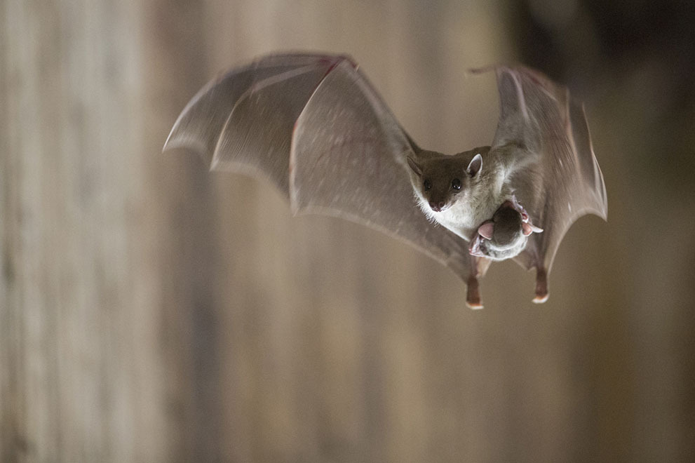 ohscience:  A young bat and his mother in flight in Pardes Hanna-Karkur, Israel.