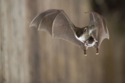 ohscience:  A young bat and his mother in