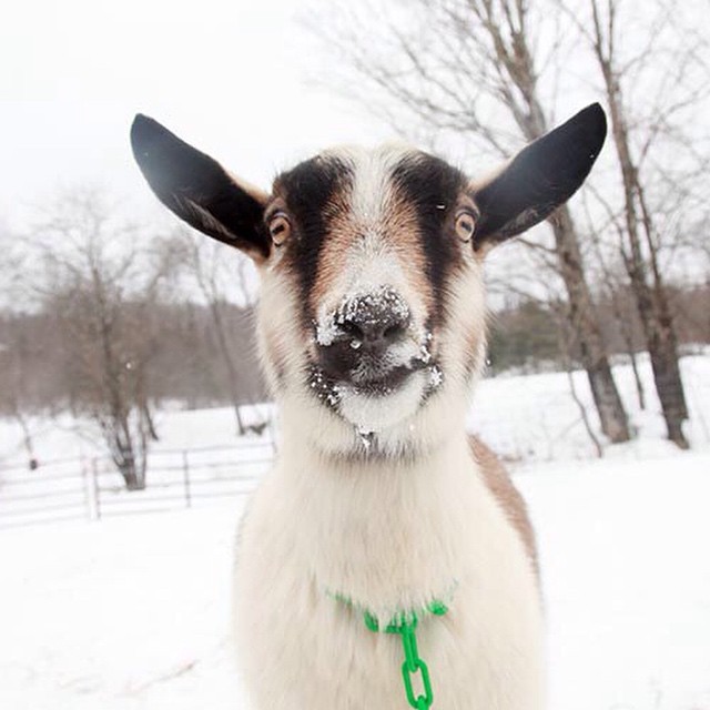 farmweather:  Oh hey there!
