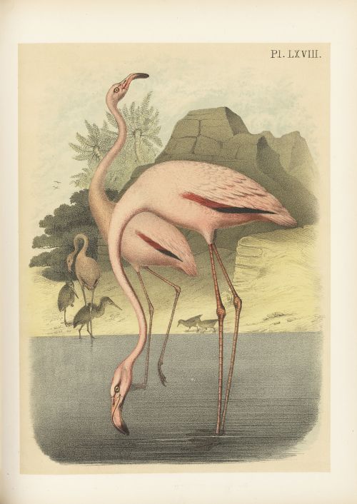 Selections from Studer’s popular ornithology v.01, 1878. 