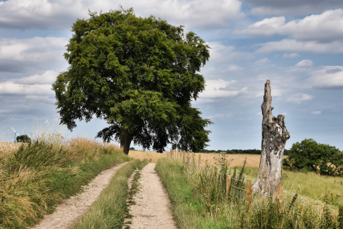 Day 1136 - dead tree, alive tree