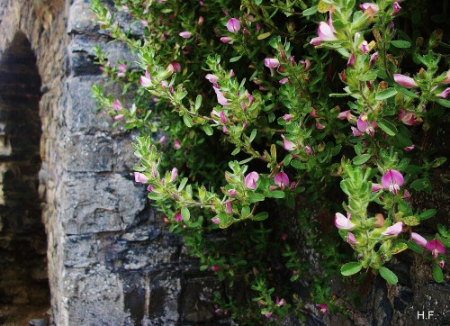 Pink Flowers Growing On Castle Ruins In Aberystwyth, Wales.