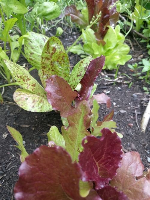 Summer garden getting into full swing! Here&rsquo;s some hardy roses, greens clipped for lunch, 