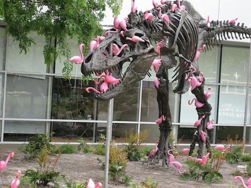 eabevella:pardonmewhileipanic:stunningpicture:A flock of lawn flamingos can pick a T-rex clean in un