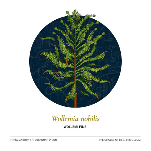 the-circles-of-life:Wollemia nobilisWollemi Pineft. Susannah Lydon“It’s human nature to notice the t