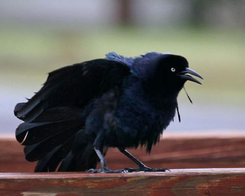 dollsahoy: beansproutmomo: parliamentrook: grackles are such fancy asshole birds, I love them photo 