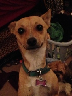 Hypnoticpsychotic:  Kyosoma:  Amy-Lou-Who-916:  Welc0Me-Tohell:  This Is My Dog,