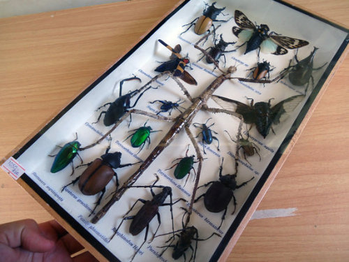  Mounted Mixed Beetle Insect Box $29.00