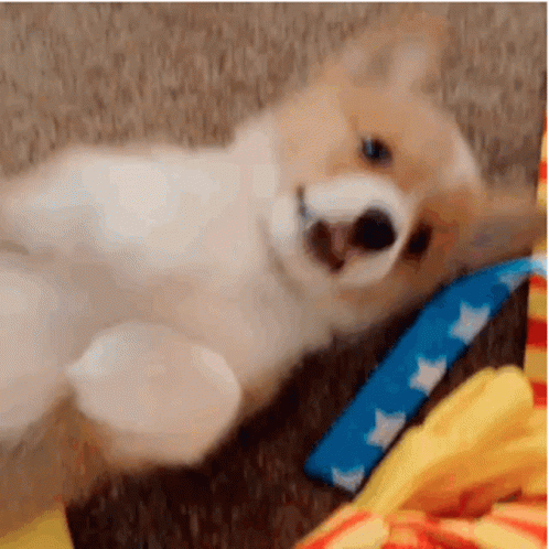 Puppy Stimboard ▼⁠・⁠ᴥ⁠・⁠▼