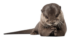 reprobateknave:  I cannot even believe I found this massive transparent otter.