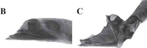 The Tube-Eye (Stylephorus chordatus) showing off its ability to protrude both its maxilla and premaxilla during feeding, a trait which (apparently) independently evolved in oarfish and relatives.
Miya, M. et al. (2007) Mitochondrial genome and a...