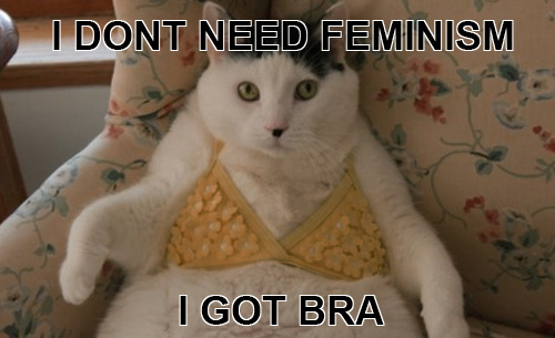 confused cats against feminism — [EDITOR'S NOTE: Why … is your cat wearing  … a bra?