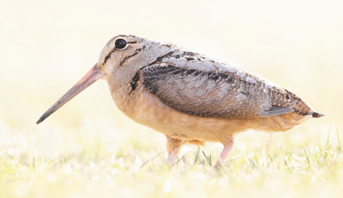 The American Woodcock Is A Member Of The Shorebird Family (scolopacidae) That Inhabits The Eastern Portion
