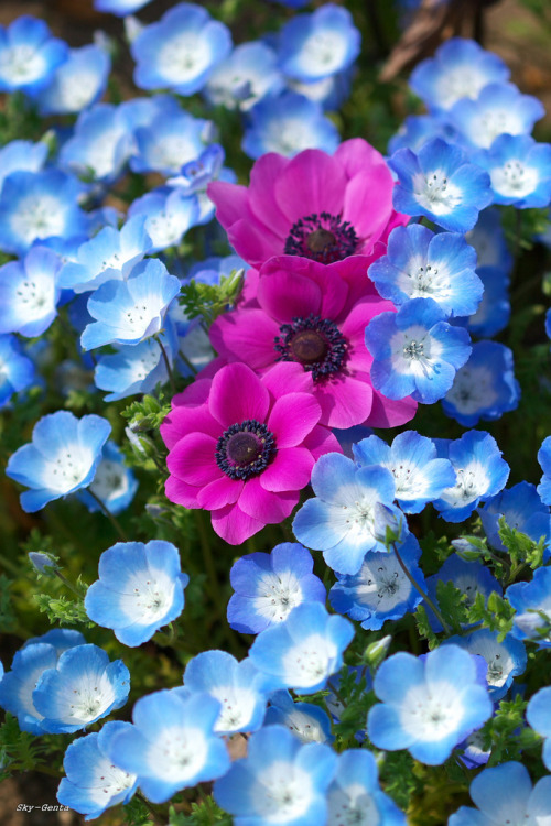 tinnacriss:  3 pcs (by Sky-Genta) 
