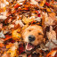 halloweenfallpreview