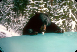 vintageeveryday:Bear eating marshmallow, Yellowstone National Park, 1967.