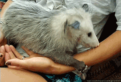 kurloz38:  opossummypossum:  cuddly opossum [x]  OMG! This is the cutest thing! Opossums scent-mark much like cats do, by rubbing their chins on things. However, opossums lick the things first! LOL! 