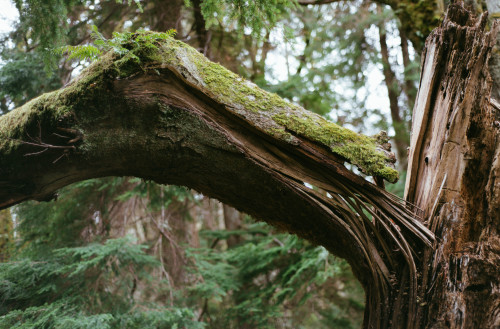 Whale tree