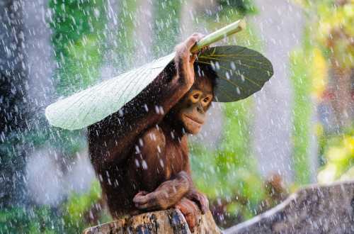 sixpenceee:Orangutan takes a banana leaf and puts it on top of his head to protect himself from the 
