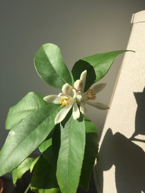 My little lemon tree has flowers! 