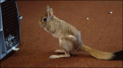 4gifs:  Rabbaroo.