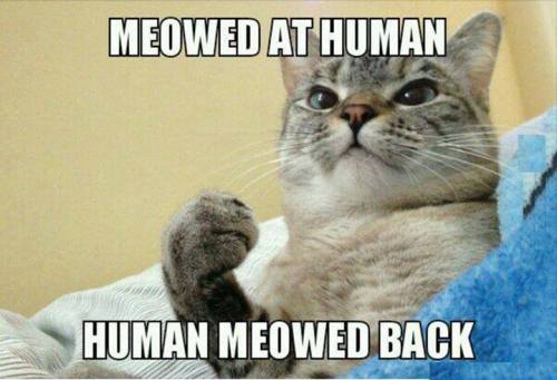 Meow!